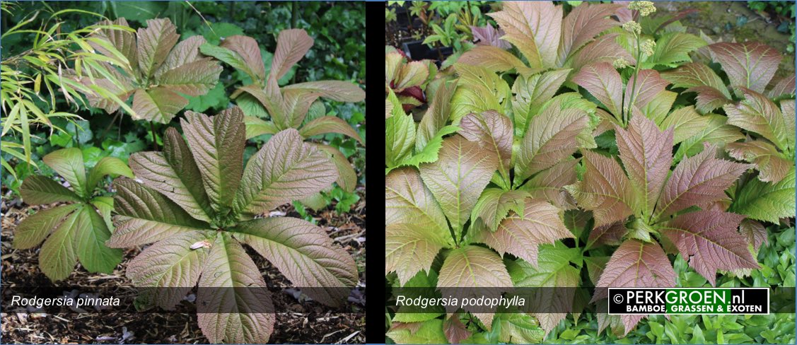 Rodgersia pinnata en Rodgersia podophylla